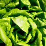 High-quality close-up of fresh green lettuce leaves showing vibrant texture and color.