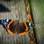 Admiral butterfly showcasing its vibrant colors on a wooden surface.
