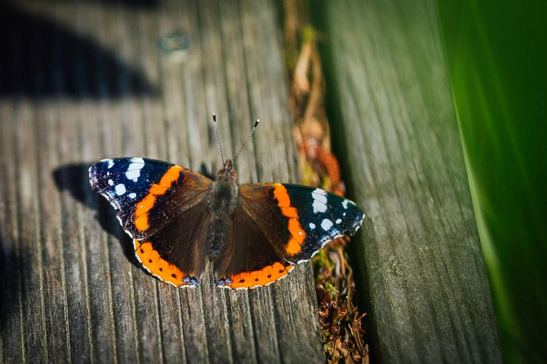 Admiral butterfly showcasing its vibrant colors on a wooden surface.