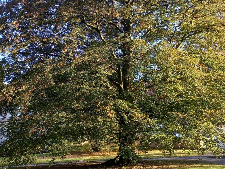 Alter Laubbaum mit weiter Krone auf einer Wiese – ein Sinnbild für Geduld, Loslassen und die 7 Haltungen der Achtsamkeit