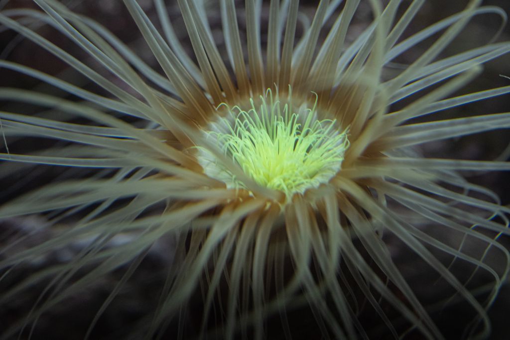 Seeanemone, die sich sanft öffnet und schließt - wie die Bewegung des Atems